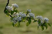 [nl] Bloesem [en] Blossom